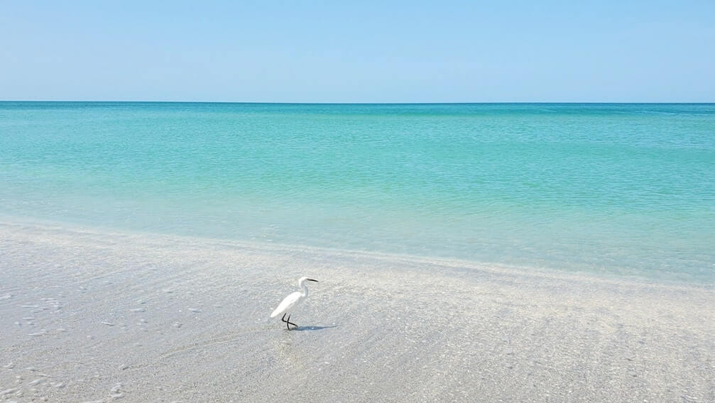southwest florida beach birds: captiva island birds. florida travel blog