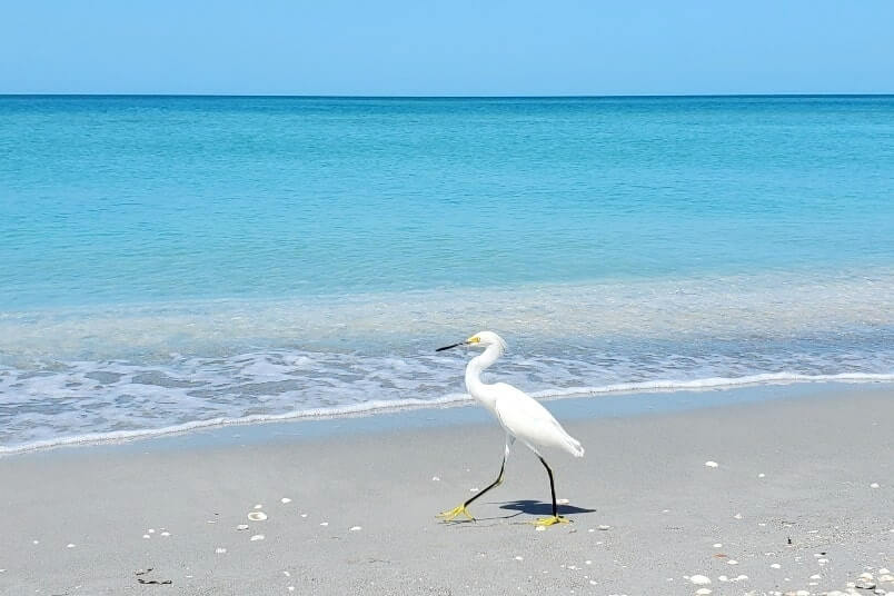 southwest florida beach birds: captiva island birds. florida travel blog