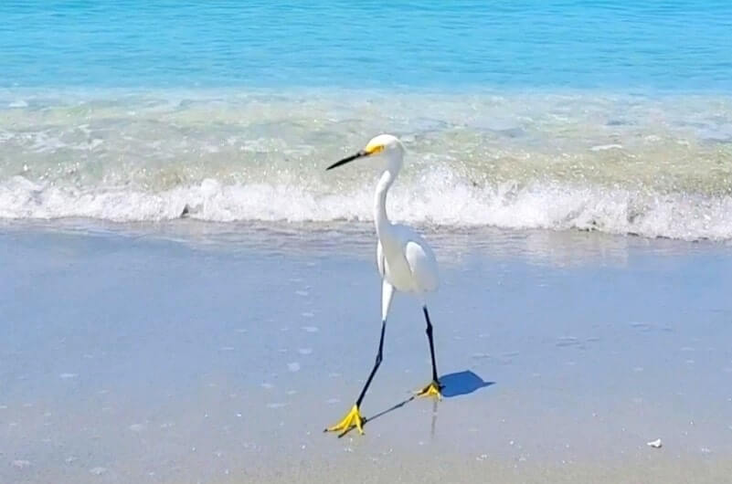 southwest florida beach birds: captiva island birds. florida travel blog