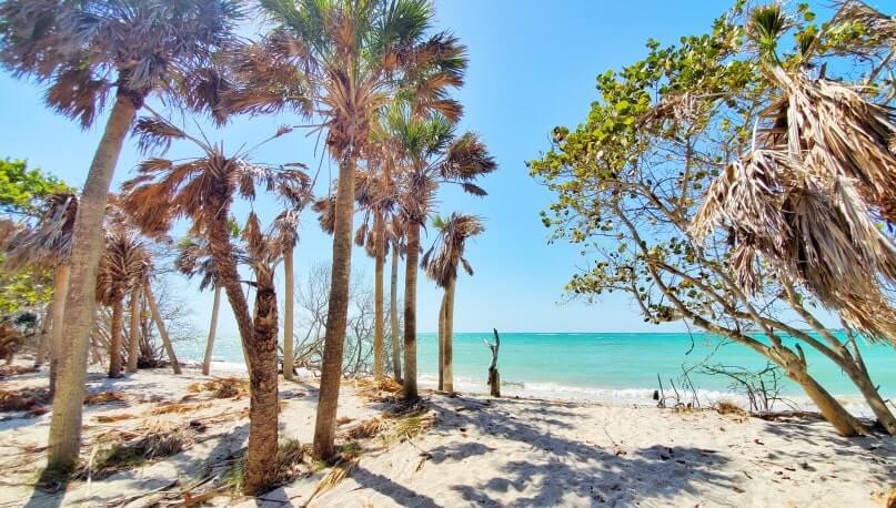 southwest florida beach hike: cayo costa state park hiking to beach. florida travel blog