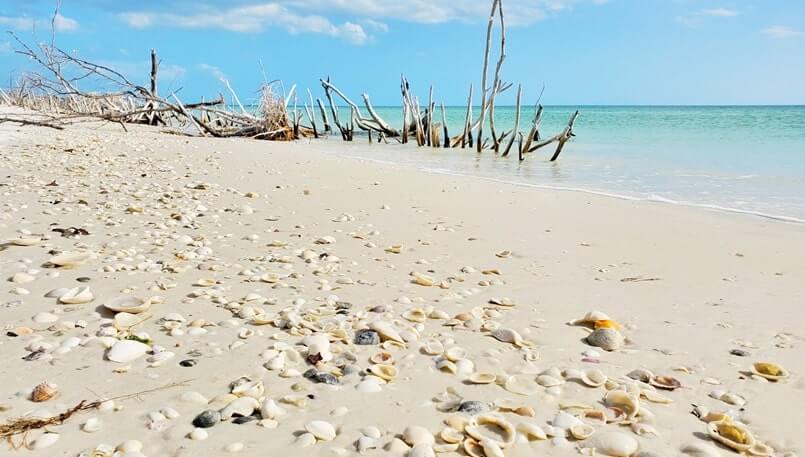 best southwest florida beaches shelling: shelling at marco island beach. florida travel blog