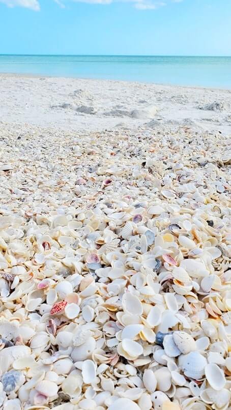 best southwest florida beaches shelling: shelling at marco island beach. florida travel blog