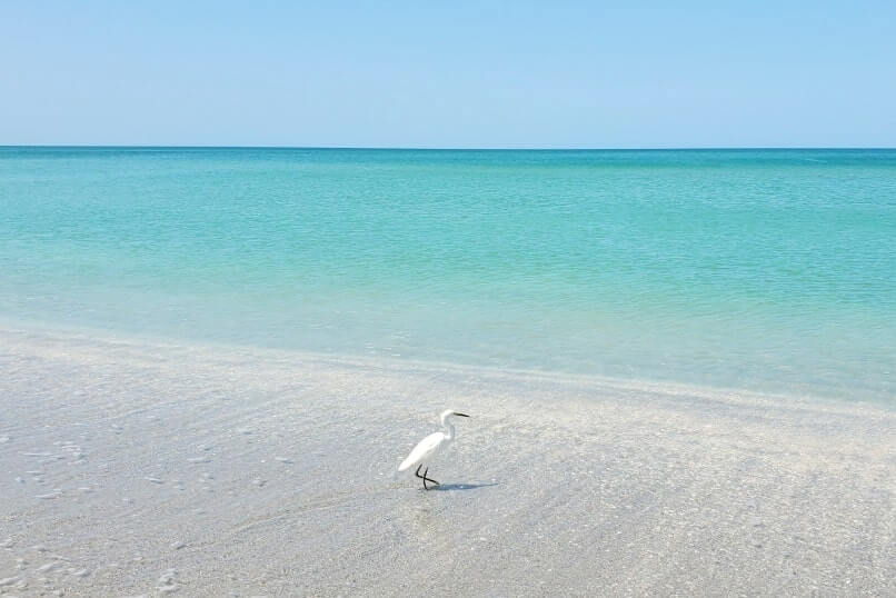 Tampa to Marco Island drive: captiva island. bird watching between tampa and marco island. tampa to captiva island to marco island. florida road trip travel blog