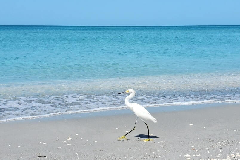 Tampa to Marco Island drive: captiva island. bird watching between tampa and marco island. tampa to captiva island to marco island. florida road trip travel blog