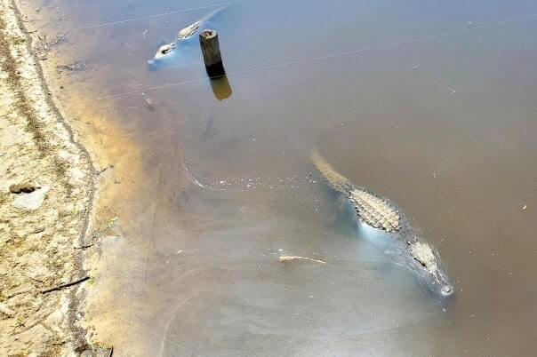 Things to do in Southwest Florida: Myakka River State Park alligators. Best places to visit in Southwest Florida: Myakka River State Park. sw florida road trip travel blog