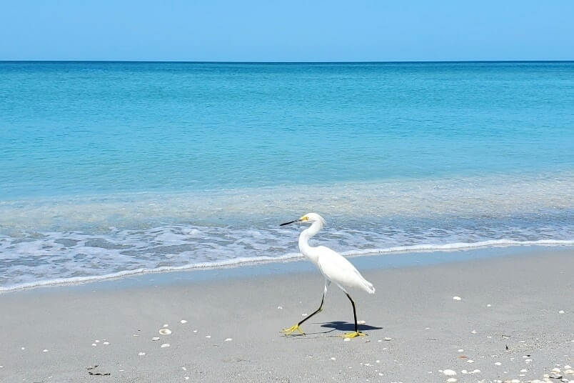Things to do in Southwest Florida: bird watching in captiva FL. Best places to visit in Southwest Florida: captiva island. sw florida road trip travel blog