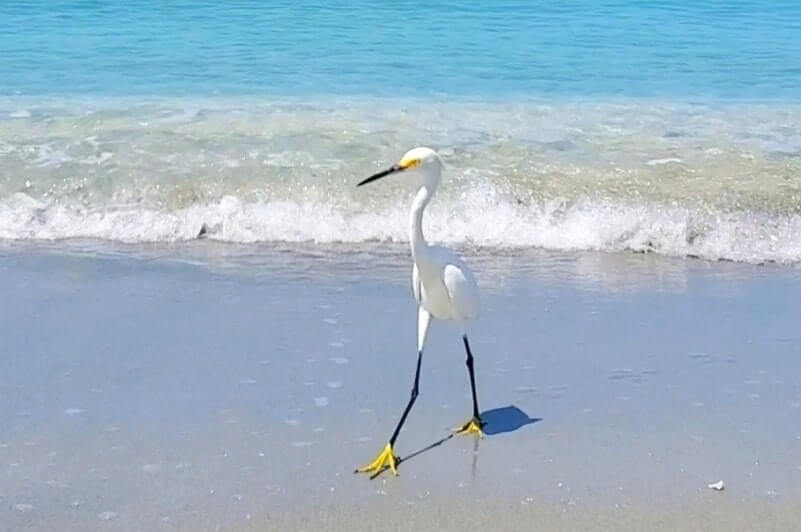 Things to do in Southwest Florida: bird watching in captiva FL. Best places to visit in Southwest Florida: captiva island. sw florida road trip travel blog
