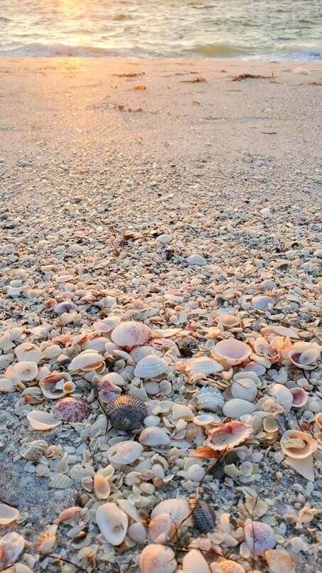 Things to do in Southwest Florida: shelling in Cayo Costa State Park. Best places to visit in Southwest Florida: Cayo Costa State Park. sw florida road trip travel blog