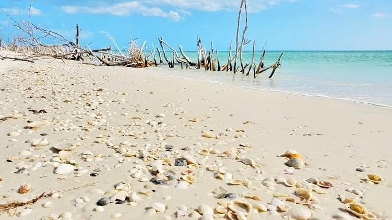 Things to do in Southwest Florida: marco island shelling. Best places to visit in Southwest Florida: Marco Island FL. sw florida road trip travel blog