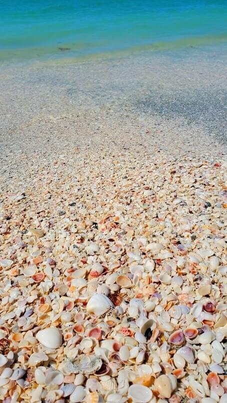 Things to do in Southwest Florida: sanibel island shelling. Best places to visit in Southwest Florida: Sanibel FL. sw florida road trip travel blog
