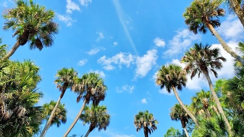 Things to do in Southwest Florida: scenic drive in Myakka River State Park. Best places to visit in Southwest Florida: Myakka River State Park. sw florida road trip travel blog