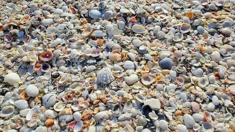 siesta key beach access 12 to shelling beach. florida travel blog