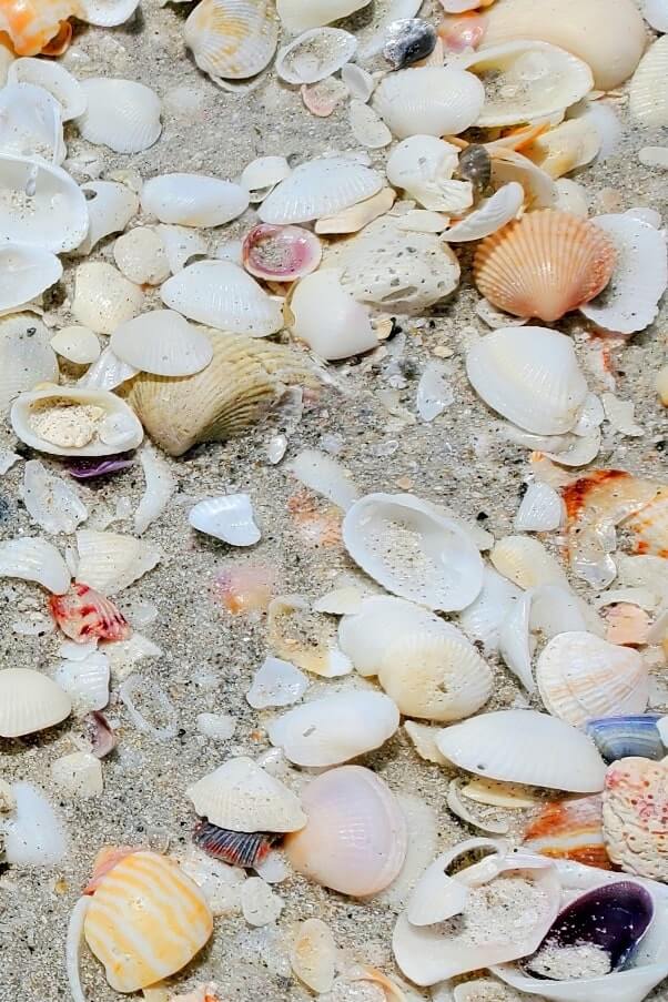 Tarpon Bay Beach shells. best sanibel island shells. best sanibel island beaches for shelling. tarpon bay beach seashells. gulf coast, southwest florida travel blog
