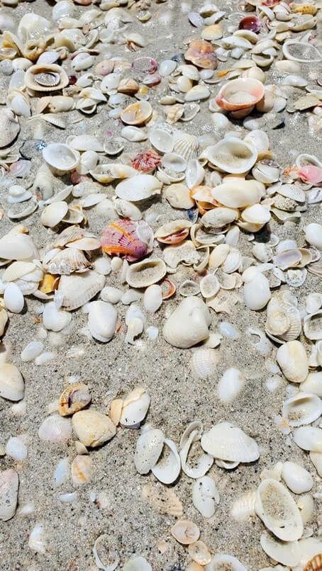 Tarpon Bay Beach shells. gulf coast, southwest florida travel blog