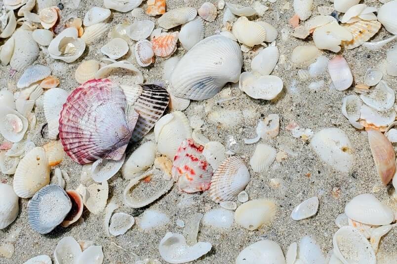 Tarpon Bay Beach shells. gulf coast, southwest florida travel blog