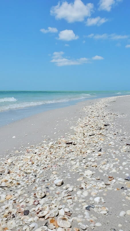 Tarpon Bay Beach shells. gulf coast, southwest florida travel blog