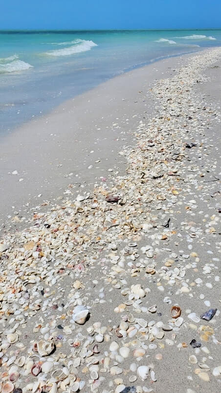 Tarpon Bay Beach shells. gulf coast, southwest florida travel blog