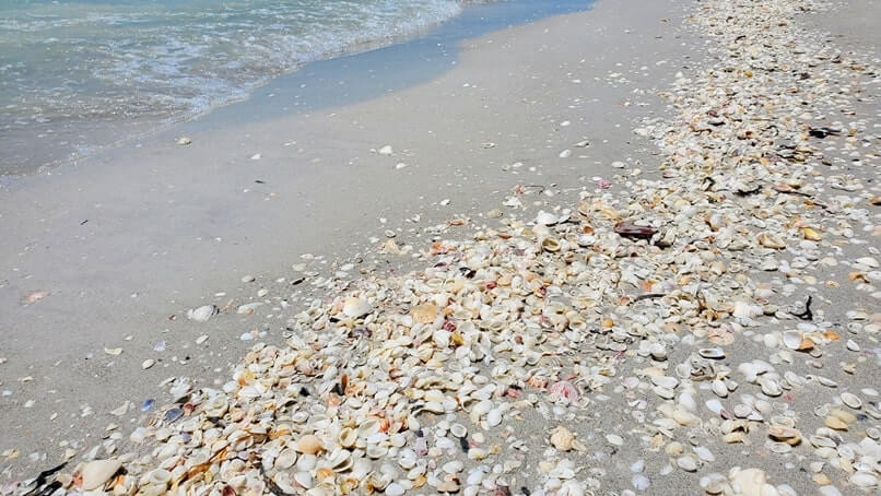 Tarpon Bay Beach shells. gulf coast, southwest florida travel blog