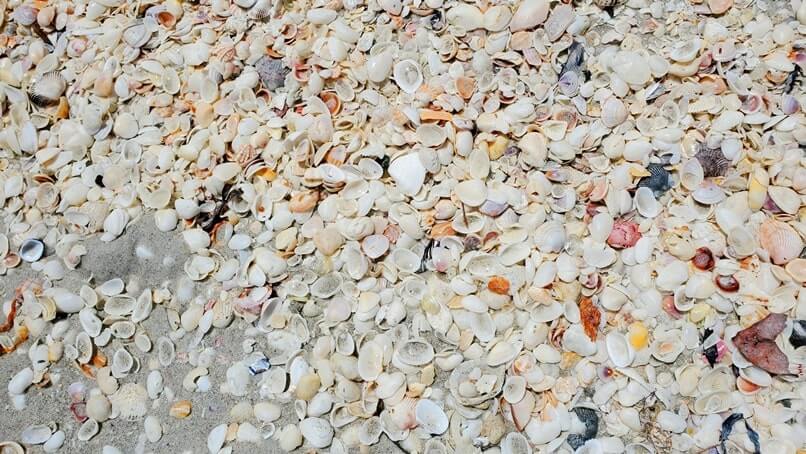 Tarpon Bay Beach shells. gulf coast, southwest florida travel blog