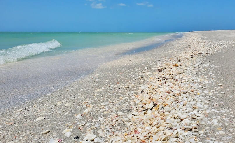 Tarpon Bay Beach shells. gulf coast, southwest florida travel blog