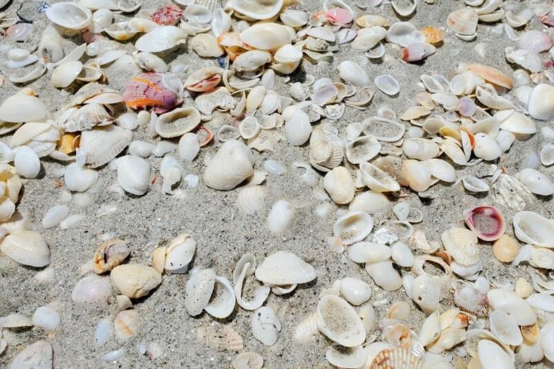 Tarpon Bay Beach shells. gulf coast, southwest florida travel blog