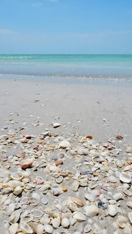 Tarpon Bay Beach shells. gulf coast, southwest florida travel blog