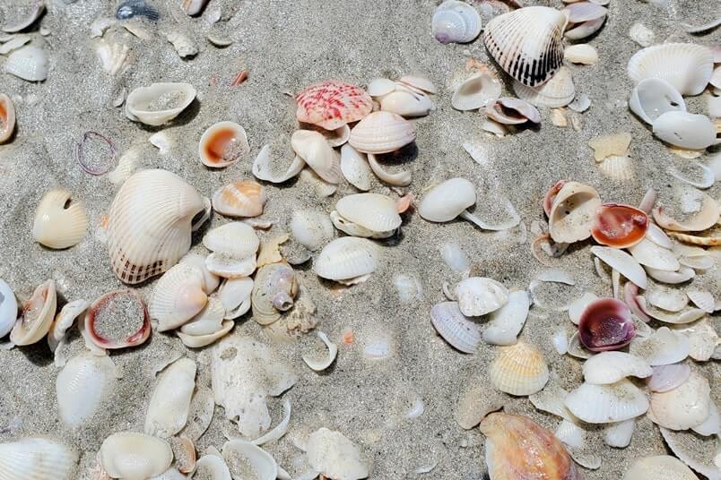 Tarpon Bay Beach shells. gulf coast, southwest florida travel blog