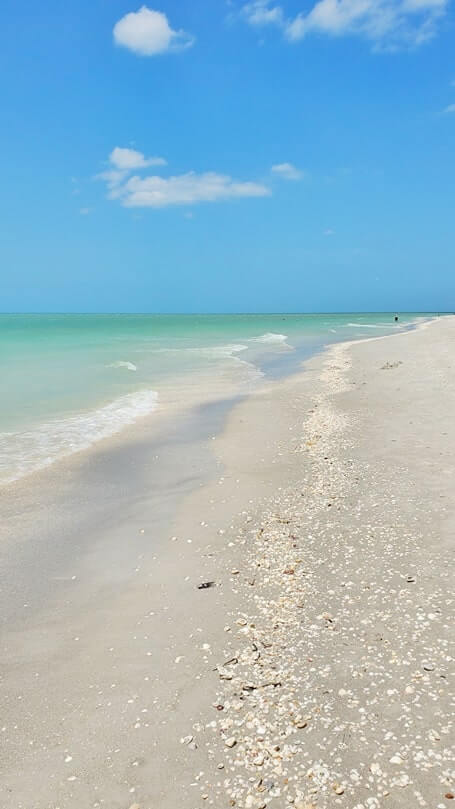 Tarpon Bay Beach shells. gulf coast, southwest florida travel blog