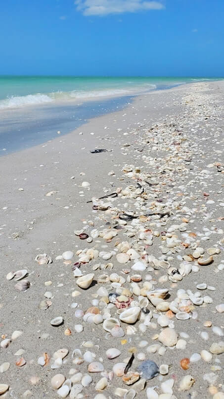 Tarpon Bay Beach shells. gulf coast, southwest florida travel blog