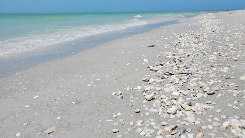 Tarpon Bay Beach shells. gulf coast, southwest florida travel blog