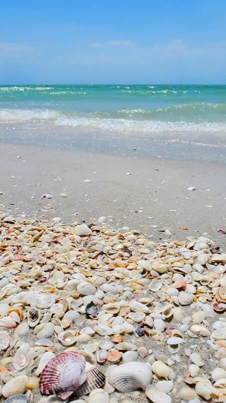 Tarpon Bay Beach shells. gulf coast, southwest florida travel blog