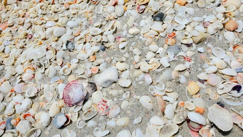 Tarpon Bay Beach shells. gulf coast, southwest florida travel blog