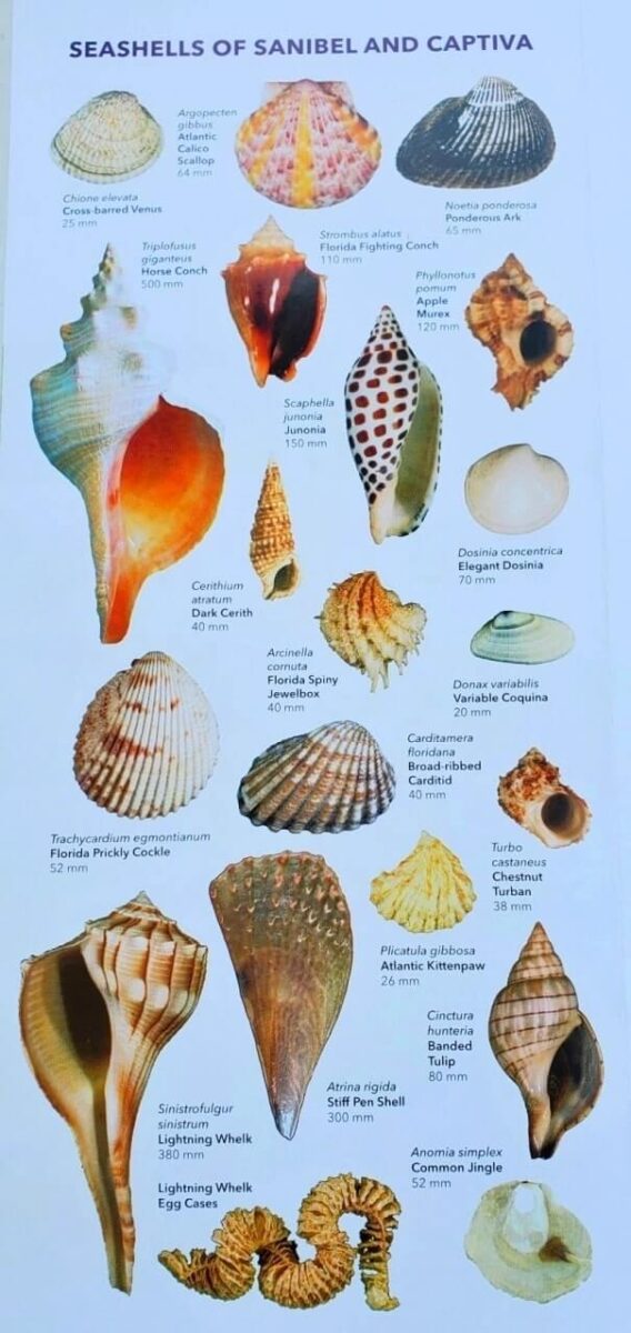 tarpon bay beach shells, sanibel island shell identification guide. what shells can you find on sanibel island beaches at tarpon bay beach? southwest florida travel blog