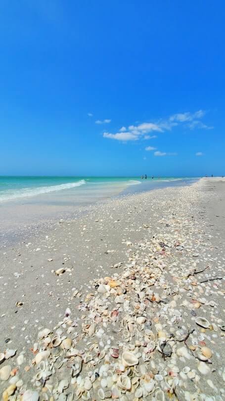 Tarpon Bay Beach shelling. tarpon bay beach seashells. gulf coast, southwest florida travel blog