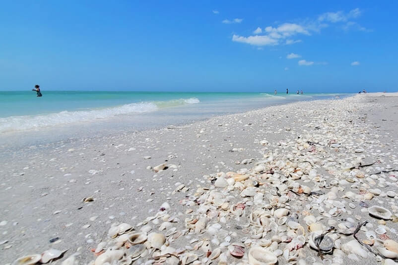 Tarpon Bay Beach shelling. tarpon bay beach seashells. gulf coast, southwest florida travel blog