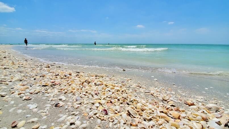 Tarpon Bay Beach shelling. gulf coast, southwest florida travel blog