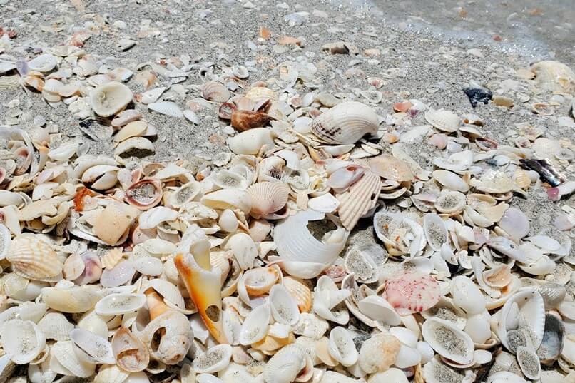 Tarpon Bay Beach shells. gulf coast, southwest florida travel blog