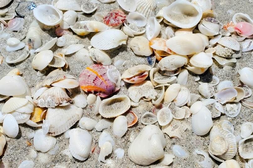 Tarpon Bay Beach shells. best sanibel island shells. best sanibel island beaches for shelling. tarpon bay beach seashells. gulf coast, southwest florida travel blog