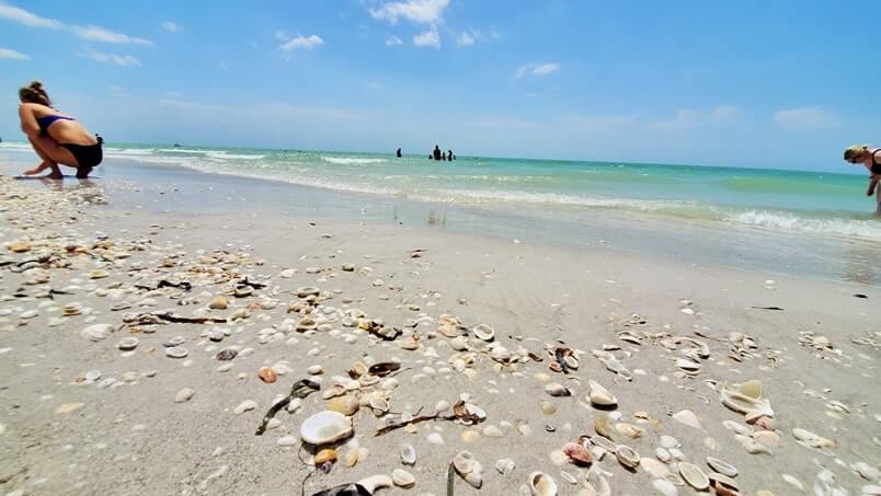 Tarpon Bay Beach shelling. best sanibel island shelling. best sanibel island beaches for shelling. tarpon bay beach seashells. gulf coast, southwest florida travel blog