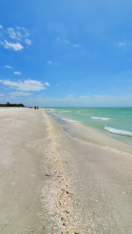 Tarpon Bay Beach shelling. best sanibel island shelling. best sanibel island beaches for shelling. tarpon bay beach seashells. gulf coast, southwest florida travel blog