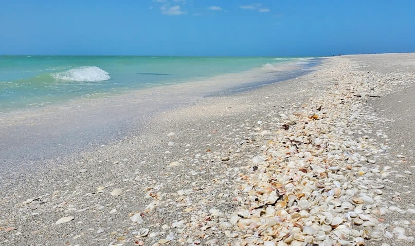 Tarpon Bay Beach shells. best sanibel island shells. best sanibel island beaches for shelling. tarpon bay beach seashells. gulf coast, southwest florida travel blog