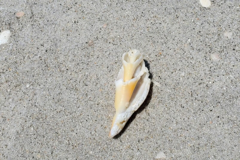 Tarpon Bay Beach shells. best sanibel island shells. best sanibel island beaches for shelling. tarpon bay beach seashells. gulf coast, southwest florida travel blog