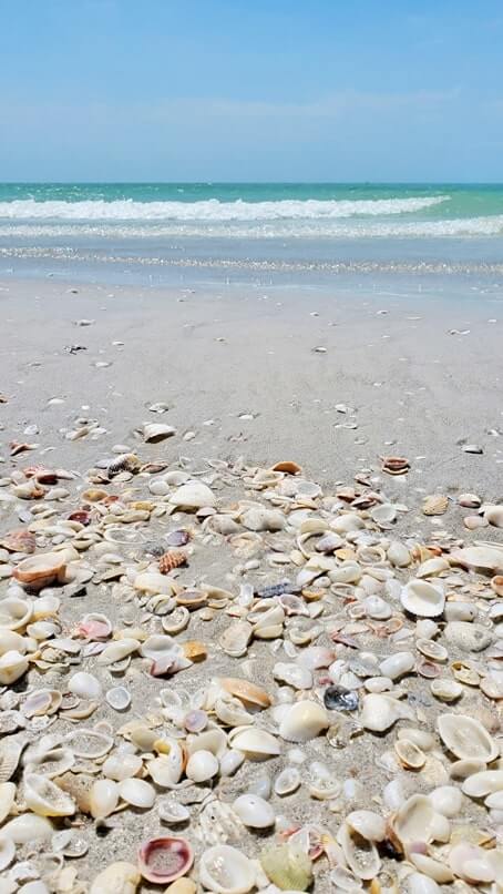 Tarpon Bay Beach shells. best sanibel island shells. best sanibel island beaches for shelling. tarpon bay beach seashells. gulf coast, southwest florida travel blog