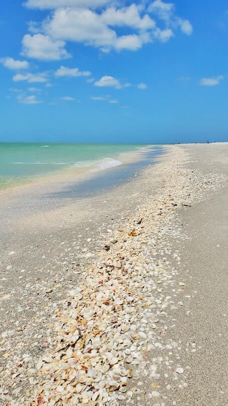 Tarpon Bay Beach shells. best sanibel island shells. best sanibel island beaches for shelling. tarpon bay beach seashells. gulf coast, southwest florida travel blog