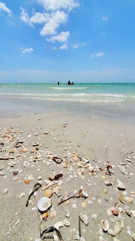 sanibel island seaweed at tarpon bay beach shelling. gulf coast, southwest florida travel blog