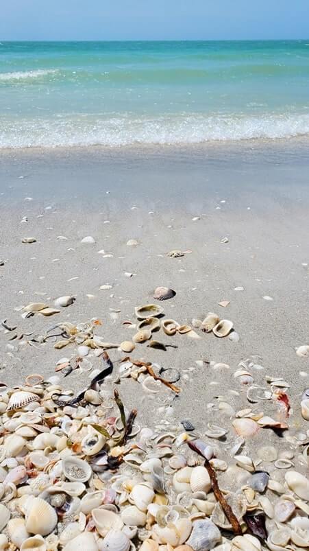 sanibel island seaweed at tarpon bay beach shelling. gulf coast, southwest florida travel blog