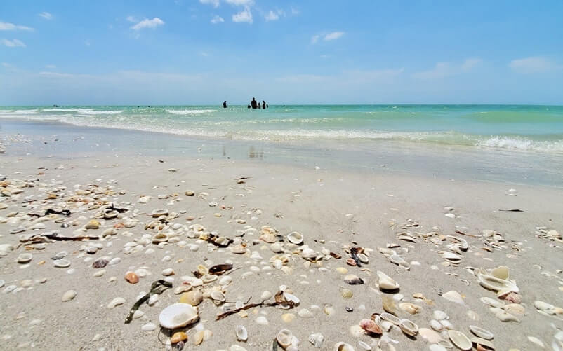 sanibel island seaweed at tarpon bay beach shelling. gulf coast, southwest florida travel blog