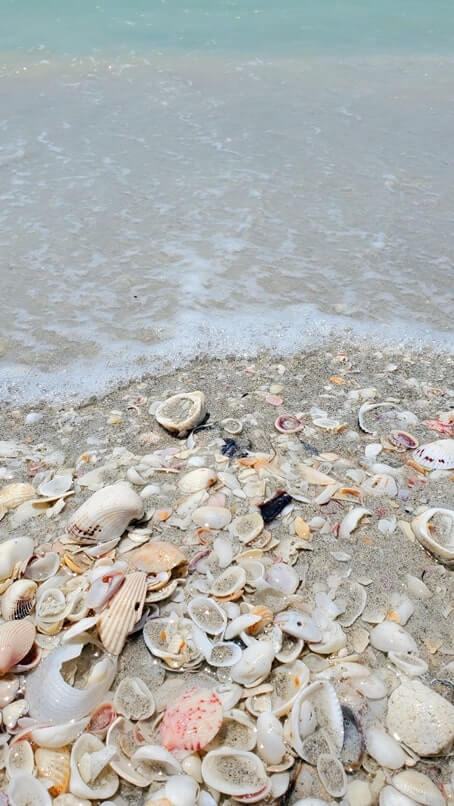 tarpon bay beach shells. sanibel island shells. gulf coast, southwest florida travel blog