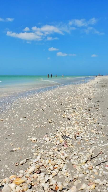 Tarpon Bay Beach shells. gulf coast, southwest florida travel blog