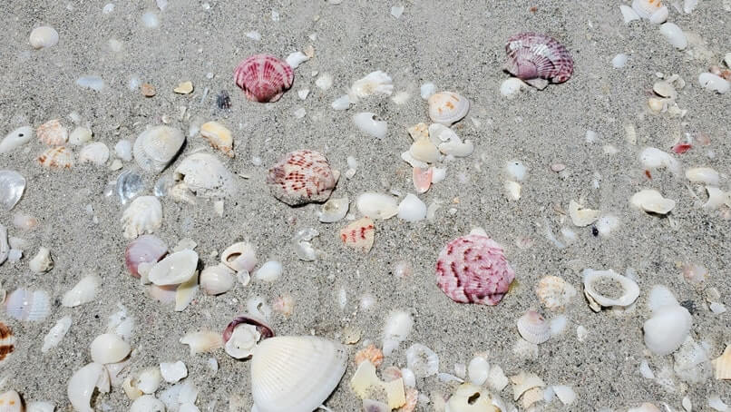 Tarpon Bay Beach shells. gulf coast, southwest florida travel blog